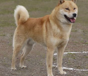 北海道犬