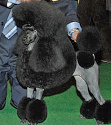 Sugar Baby, a miniature poodle from York County, won Best of Breed Monday at the Westminster Kennel Club Dog Show.