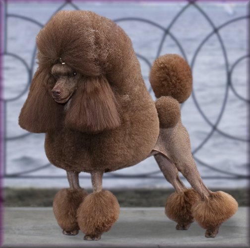poodle